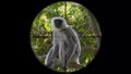 Gray langur or hanuman langur monkey semnopithecus schistaceus seen in gun rifle scope. Wildlife hunting. Poaching