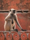 Gray langur in Jaigarh Fort Royalty Free Stock Photo