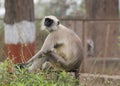 Gray Langur Monkey Royalty Free Stock Photo