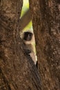 Gray langur, monkey hidden behind a tree Royalty Free Stock Photo