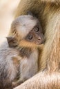 Gray Langur Monkey Presbytis entellus near Rajastan India Asia