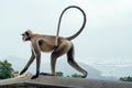 Gray Langur Monkey at Ranthambore Fort in Northern India. Royalty Free Stock Photo