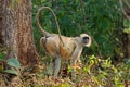 Gray langur monkey in natural habitat