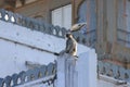 A Gray Langur monkey sits on the historic building staircase railing Royalty Free Stock Photo
