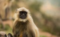 Gray langur monkey