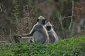 Gray langur monkeys in Yala