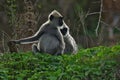 Gray langur monkeys at Yala.