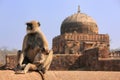 Gray langur (Semnopithecus dussumieri) with a baby sitting at Ra