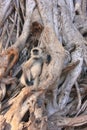 Gray langur (Semnopithecus dussumieri) sitting in a big tree, Ra Royalty Free Stock Photo