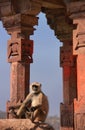 Gray langur (Semnopithecus dussumieri) sitting at Ranthambore Fort, India