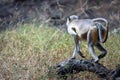 Gray langur or Semnopithecus etellus Royalty Free Stock Photo