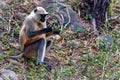 Gray langur or Semnopithecus etellus sits on grouns Royalty Free Stock Photo