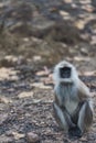 Gray langur, Semnopithecus , Royalty Free Stock Photo