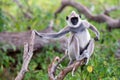 Gray langur or Semnopithecus priam thersites sits on tree Royalty Free Stock Photo