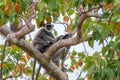 Gray langur or Semnopithecus priam thersites sits on tree Royalty Free Stock Photo