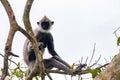 Gray langur or Semnopithecus priam thersites sits on tree Royalty Free Stock Photo