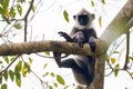 Gray langur or Semnopithecus priam thersites sits on tree Royalty Free Stock Photo