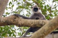 Gray langur or Semnopithecus priam thersites sits on tree Royalty Free Stock Photo