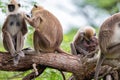 Gray langur or Semnopithecus priam thersites sits on tree Royalty Free Stock Photo