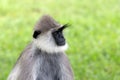 Gray Langur Royalty Free Stock Photo