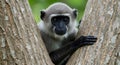 Gray langur (Semnopithecus), a primate with light gray fur and a black face, peers Royalty Free Stock Photo