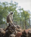 Gray langur, Semnopithecus , sitting on stone wall Royalty Free Stock Photo