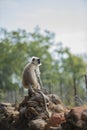 Gray langur, Semnopithecus , sitting on stone wall, Royalty Free Stock Photo