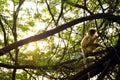 Gray Langur Royalty Free Stock Photo