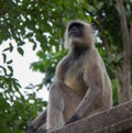 Gray LangurMonkey in Northern India Royalty Free Stock Photo