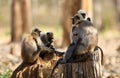 Gray langurs, also called Hanuman langurs and Hanuman monkeys. Royalty Free Stock Photo