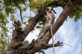 Gray Langursalso known as Hanuman langur monkey relaxes in a tree in Udaipur, India Royalty Free Stock Photo