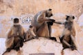 Gray langurs with babies sitting at the temple, Pushkar, India Royalty Free Stock Photo