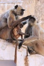 Gray langurs with babies sitting at the temple, Pushkar, India Royalty Free Stock Photo