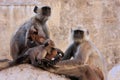 Gray langurs with babies sitting at the temple, Pushkar, India Royalty Free Stock Photo