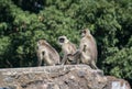 Gray langurs or Hanuman langurs sitting on rampart