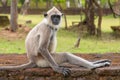 Gray langurs or Hanuman langurs, the most widespread langurs of the Indian Subcontinent, are a group of Old World monkeys,