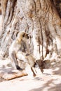 Gray langurs monkey. India Royalty Free Stock Photo