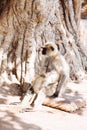 Gray langurs monkey. India Royalty Free Stock Photo