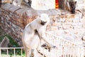 Gray langurs monkey. India Royalty Free Stock Photo