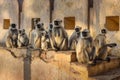 Gray langurs monkeys in Amber fort. India