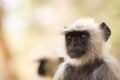 Gray langurs, sacred langurs, Indian langurs or Hanuman langurs, Old World monkeys portrait