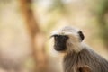 Gray langurs, sacred langurs, Indian langurs or Hanuman langurs, Old World monkeys portrait