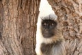 Gray langurs, sacred langurs, Indian langurs or Hanuman langurs, Old World monkeys portrait