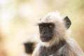 Gray langurs, sacred langurs, Indian langurs or Hanuman langurs, Old World monkeys portrait