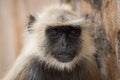 Gray langurs, sacred langurs, Indian langurs or Hanuman langurs, Old World monkeys portrait