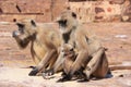 Gray langurs (Semnopithecus dussumieri) with a baby sitting at R Royalty Free Stock Photo