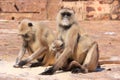 Gray langurs (Semnopithecus dussumieri) with a baby sitting at R Royalty Free Stock Photo