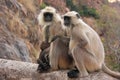 Gray langurs (Semnopithecus dussumieri) with a baby sitting at R Royalty Free Stock Photo