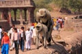 Gray langurs (Semnopithecus dussumieri) mating at Ranthambore Fort, India Royalty Free Stock Photo