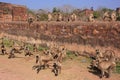 Gray langurs (Semnopithecus dussumieri) playing at Ranthambore F Royalty Free Stock Photo